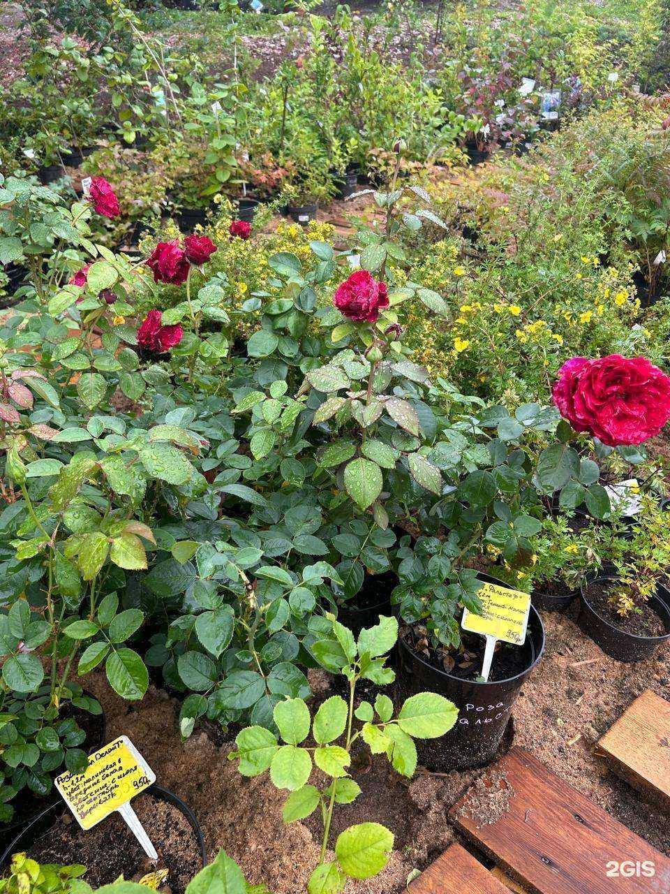 Отзывы на компанию Сибирский дворик в г. Красноярск c фото