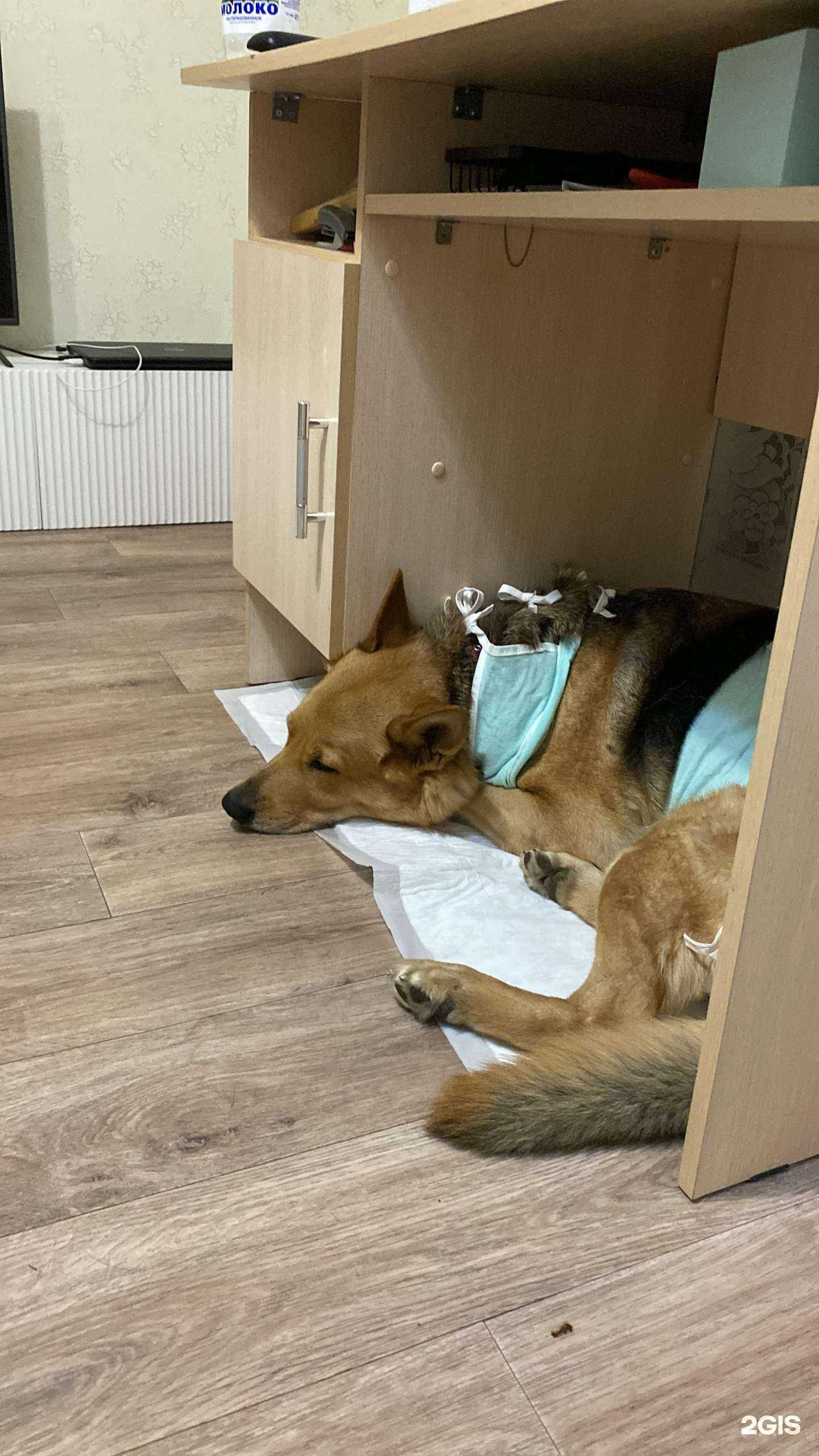 Отзывы на компанию Ветбарс в Зеленодольске c фото