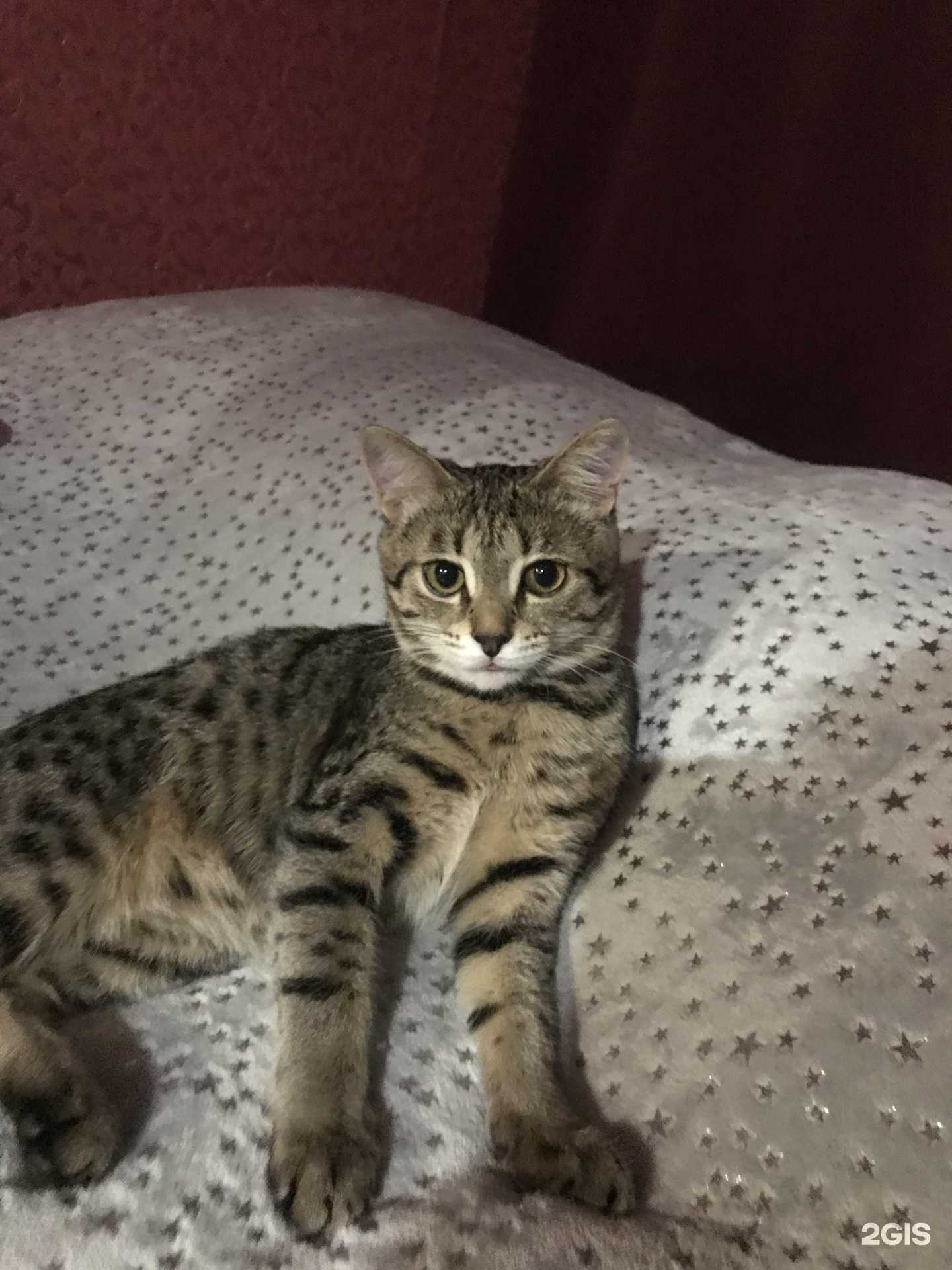 Отзывы на компанию Центр льготной стерилизации животных в Оренбурге c фото