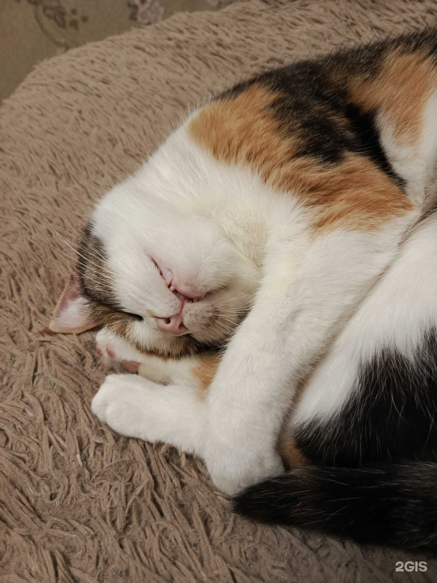 Отзывы на компанию Дельфин в Туле c фото