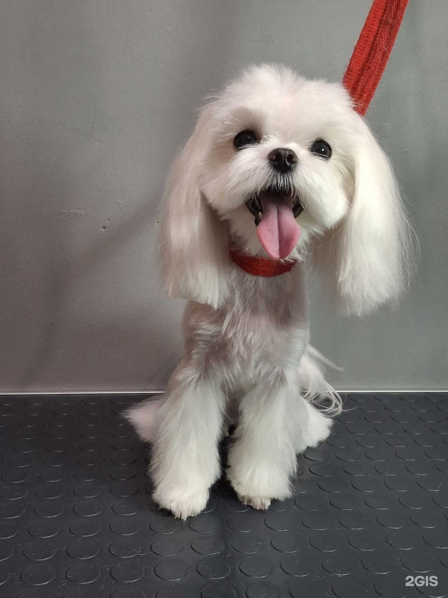 Отзывы на компанию Vash_grumer_khv в Хабаровске c фото