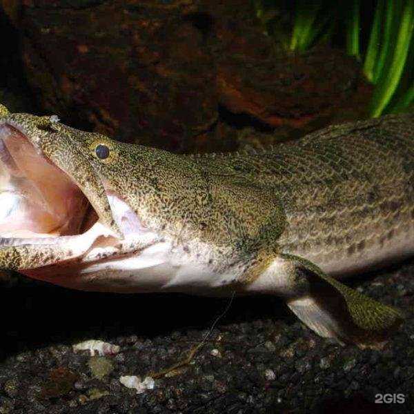 Отзывы на компанию Аква Мирок в г. Псков c фото