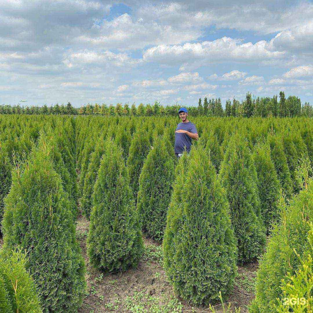 Отзывы на компанию Зелентрест в г. Саратов c фото