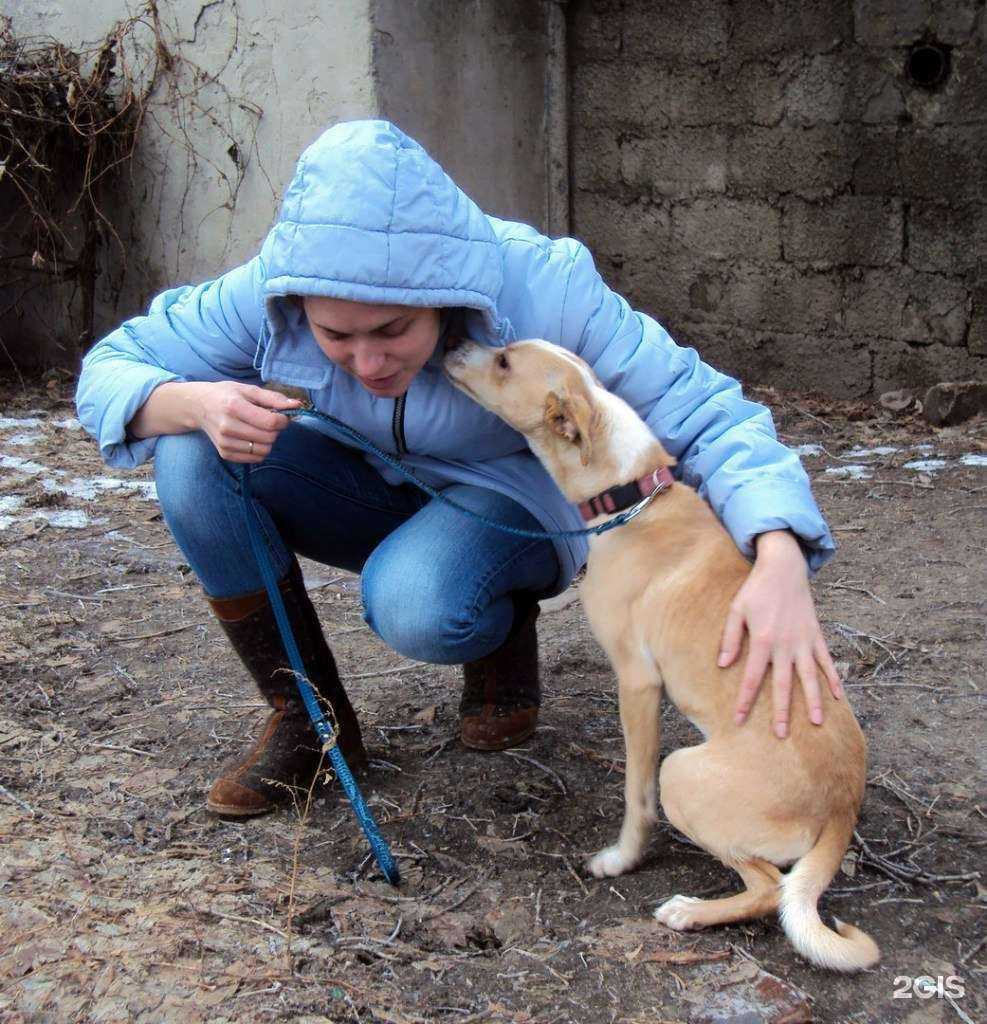 Отзывы на компанию Служба по отлову и содержанию бездомных животных в Белгороде c фото