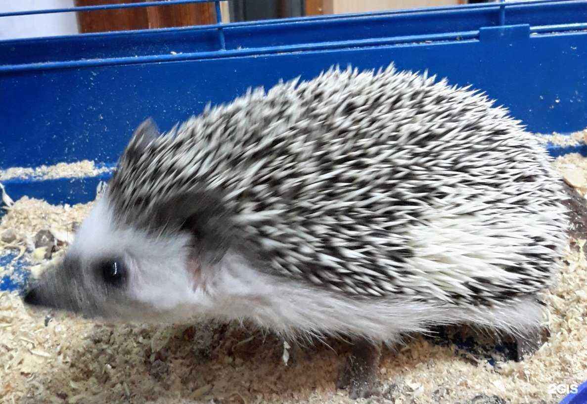 Отзывы на компанию Zooмир в Саратове c фото