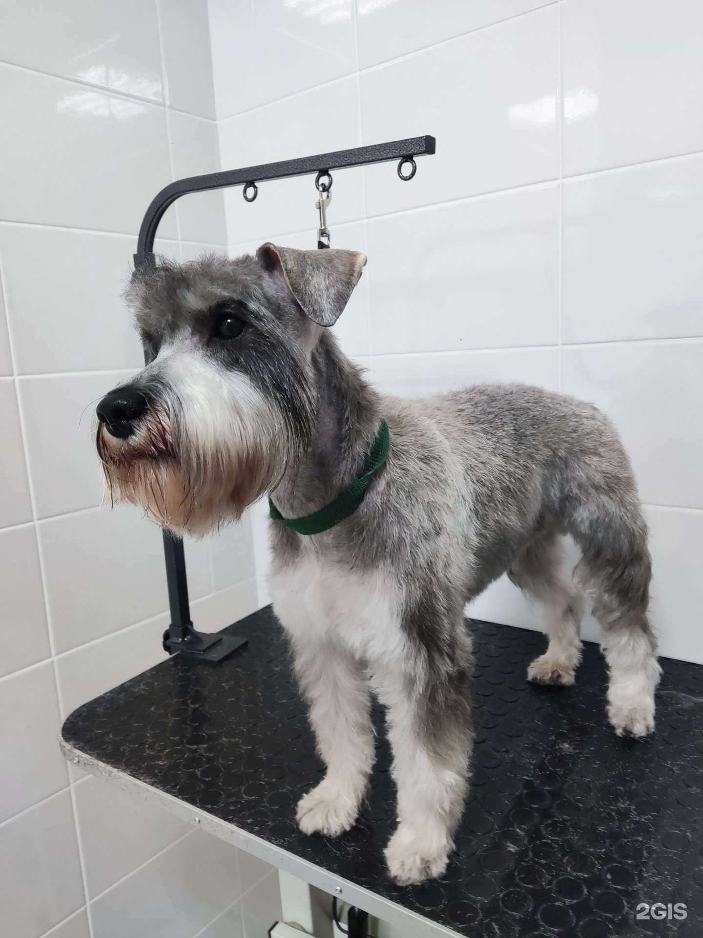 Отзывы на компанию Груминг-кабинет в г. Омск c фото