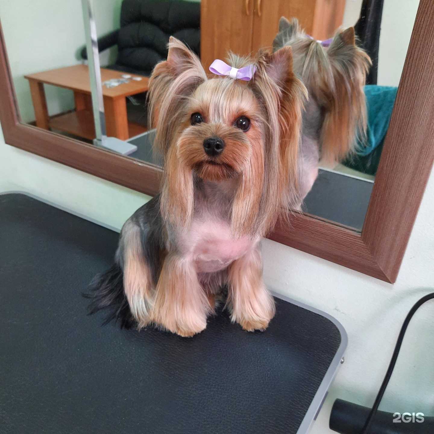 Отзывы на компанию Зоостиль в г. Барнаул c фото