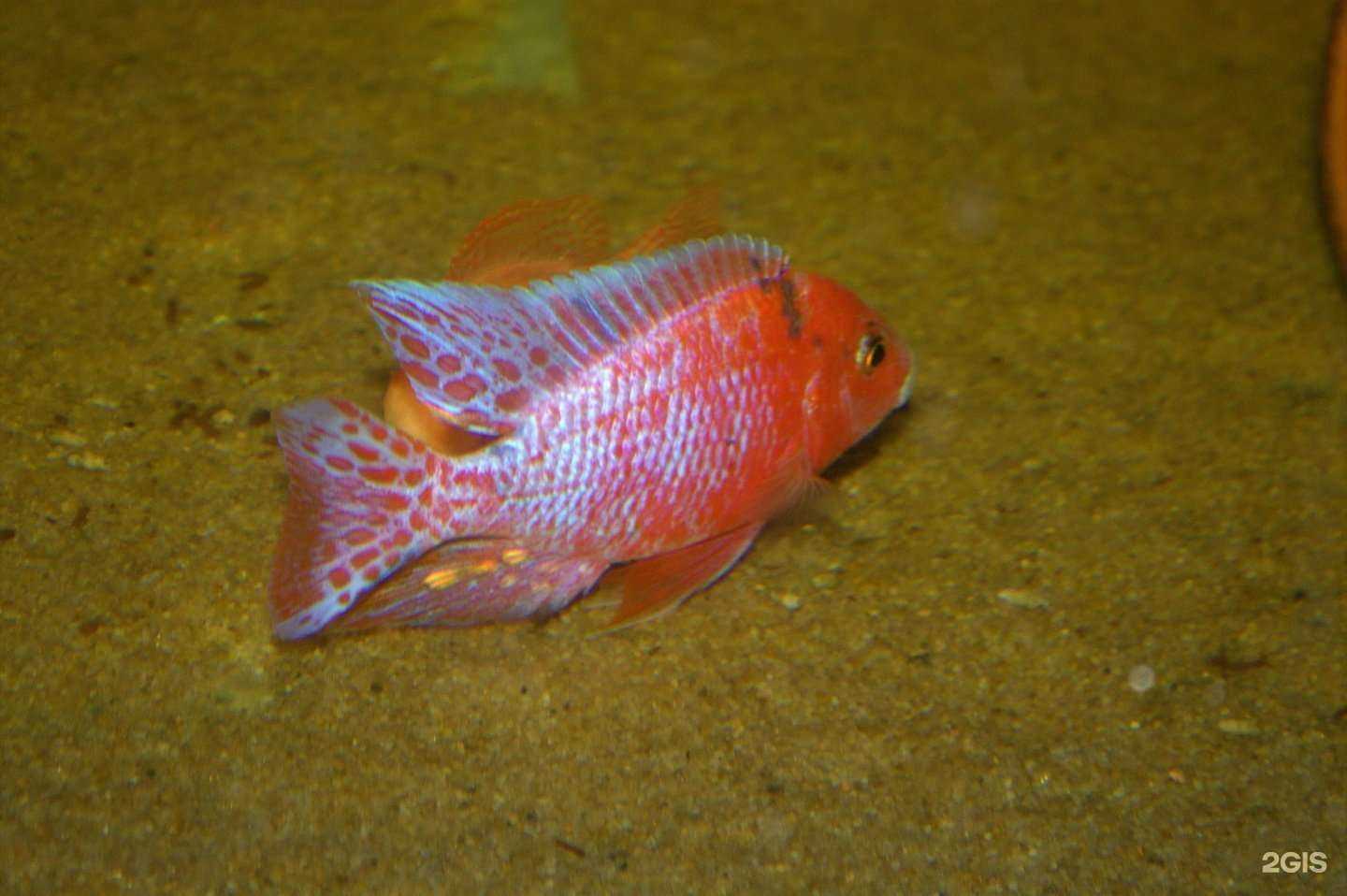 Отзывы на компанию Ферма по разведению аквариумных рыбок в Волжском c фото