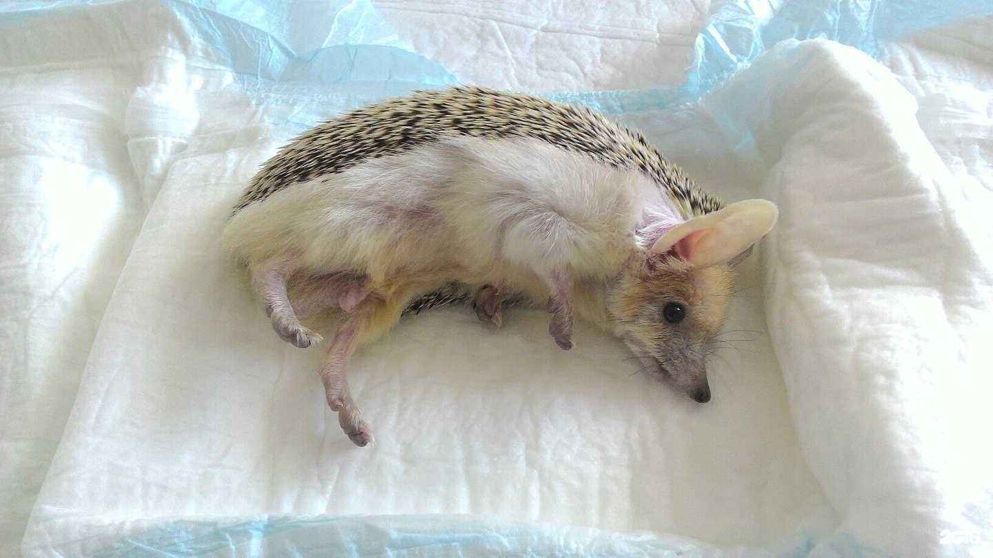 Отзывы на компанию ЛапыУсики в г. Железногорск c фото