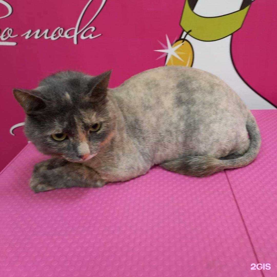 Отзывы на компанию Pets grooming в г. Ульяновск c фото
