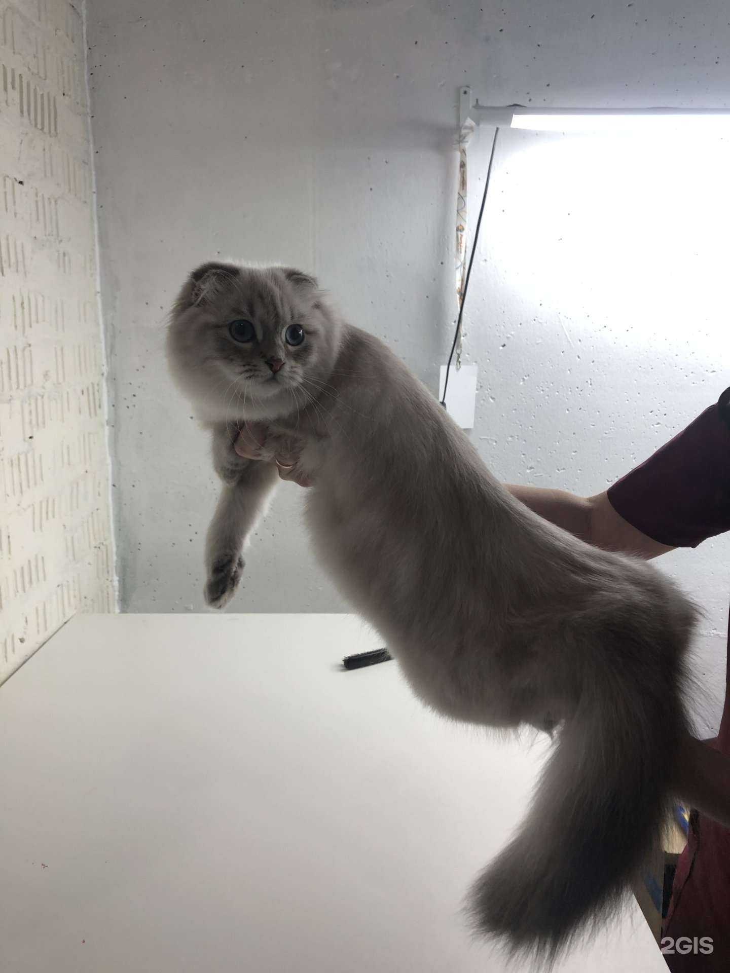 Отзывы на компанию Балто в Пушкине c фото