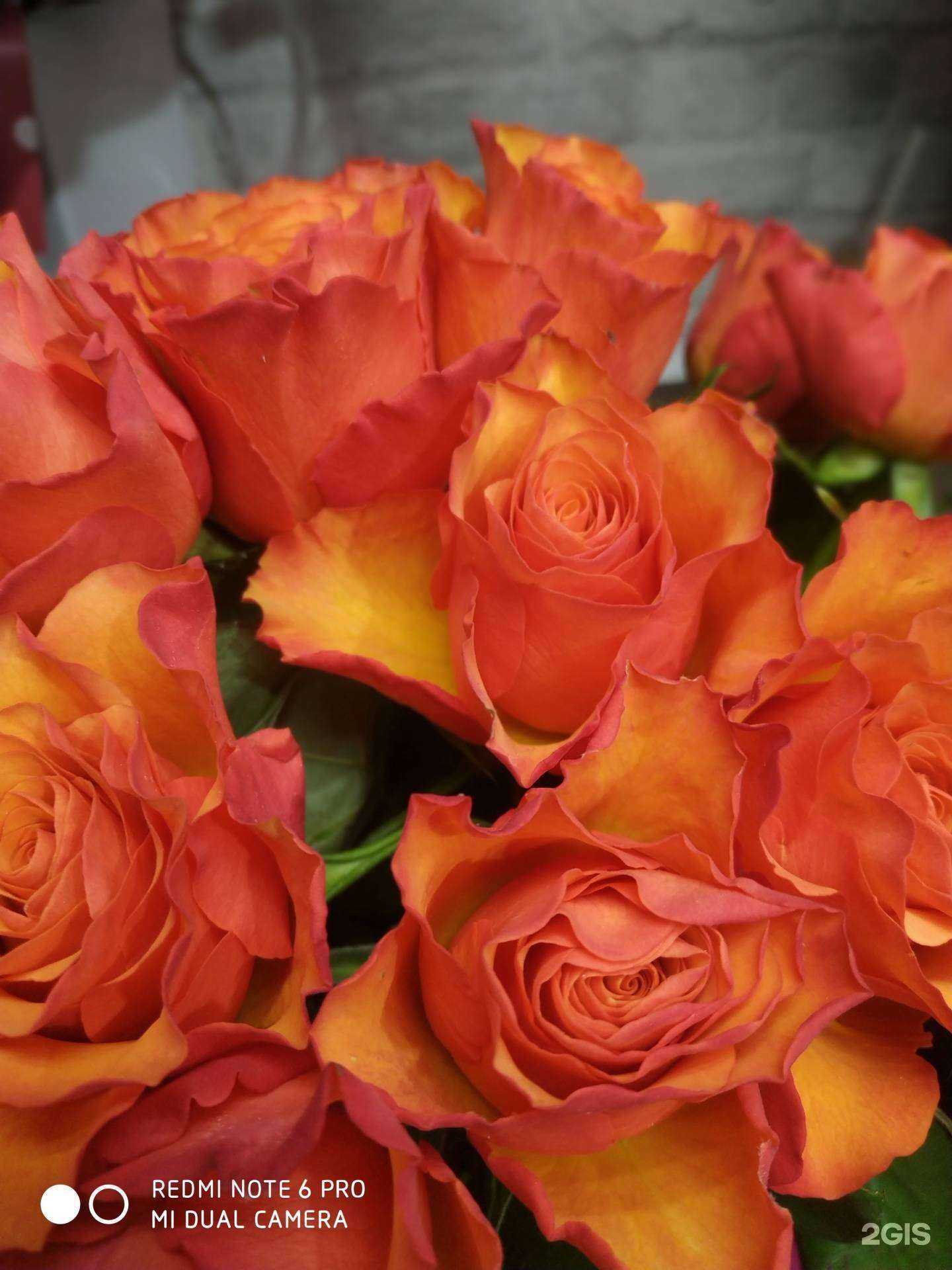 Отзывы на компанию Bulldog в Туле c фото