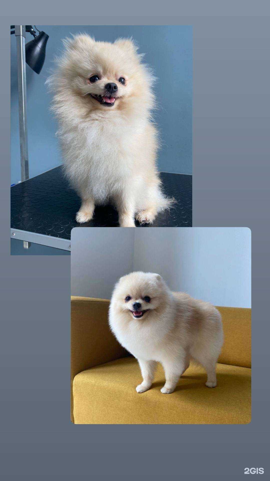 Отзывы на компанию Грязные псы в г. Казань c фото