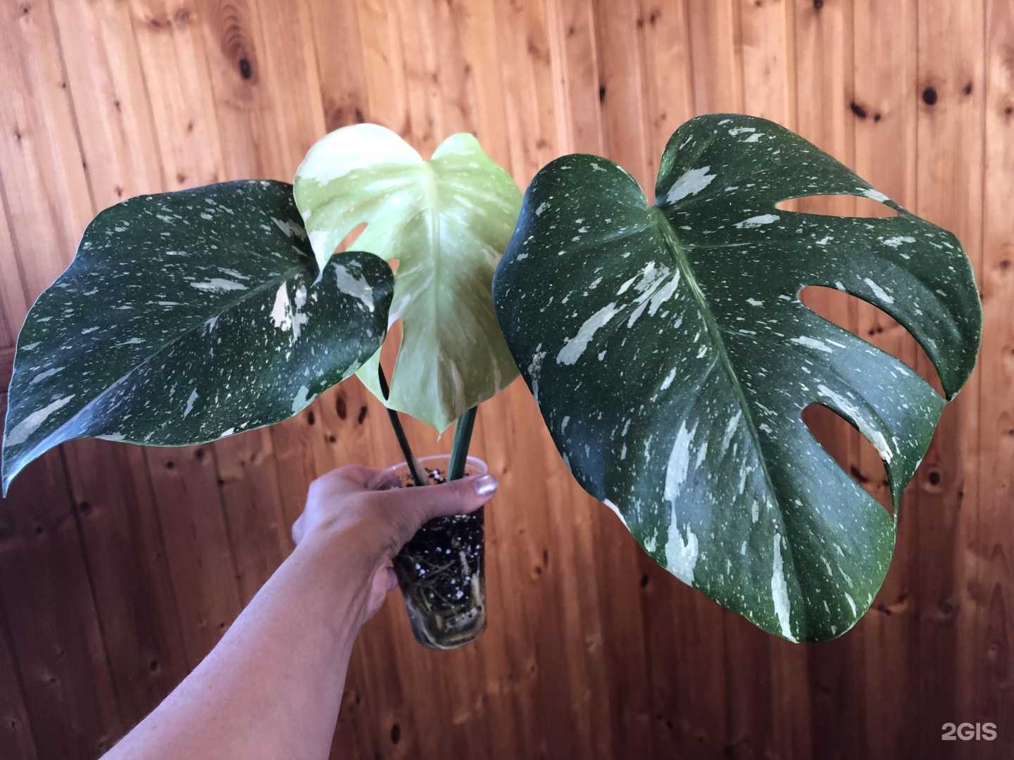 Отзывы на компанию Фиалки в Оренбурге c фото