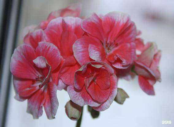 Отзывы на компанию Синьор Помидор в г. Красноярск c фото