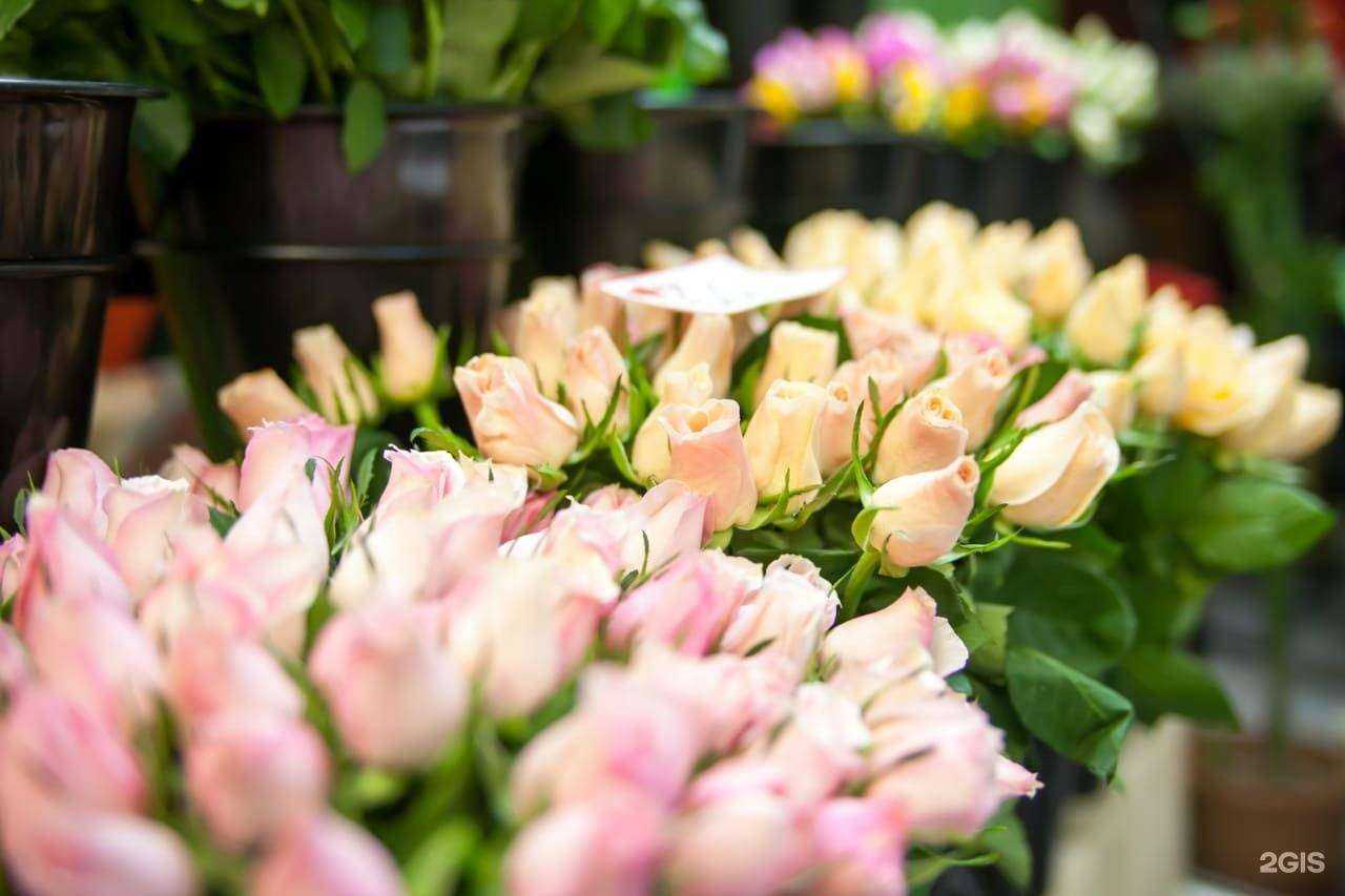 Отзывы на компанию Сакура в Норильске c фото