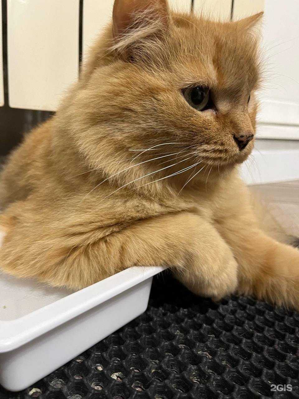 Отзывы на компанию Котёнок Гав в Белгороде c фото