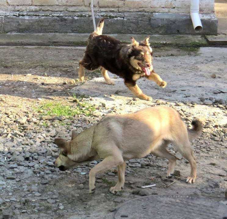 Отзывы на компанию Общество защиты животных в г. Ростов-на-Дону c фото