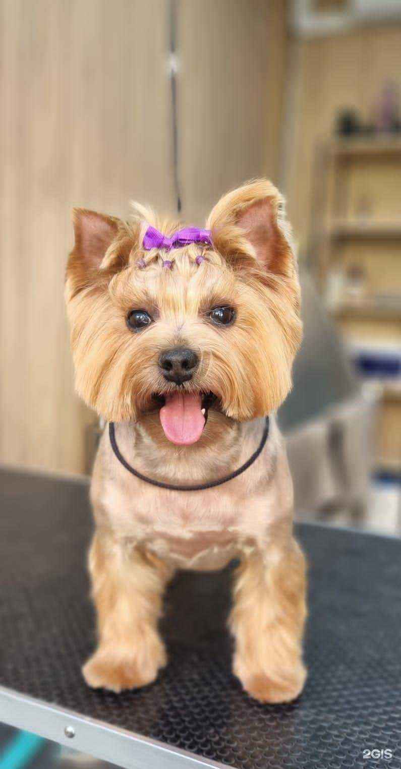 Отзывы на компанию Dog Persona в г. Краснодар c фото