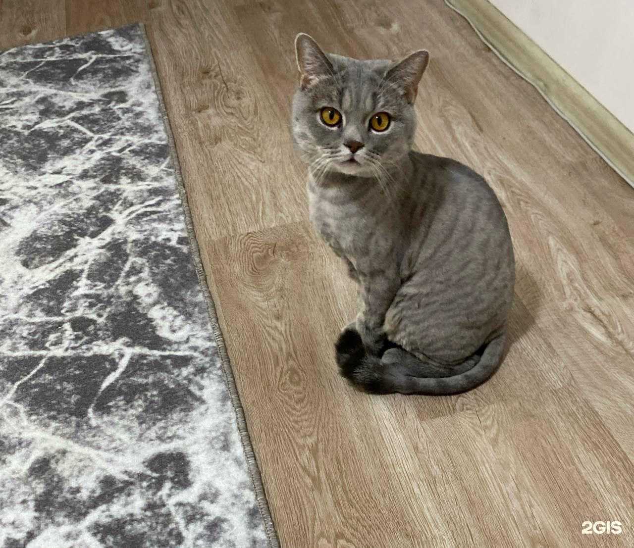 Отзывы на компанию Groom Mama в г. Хабаровск c фото