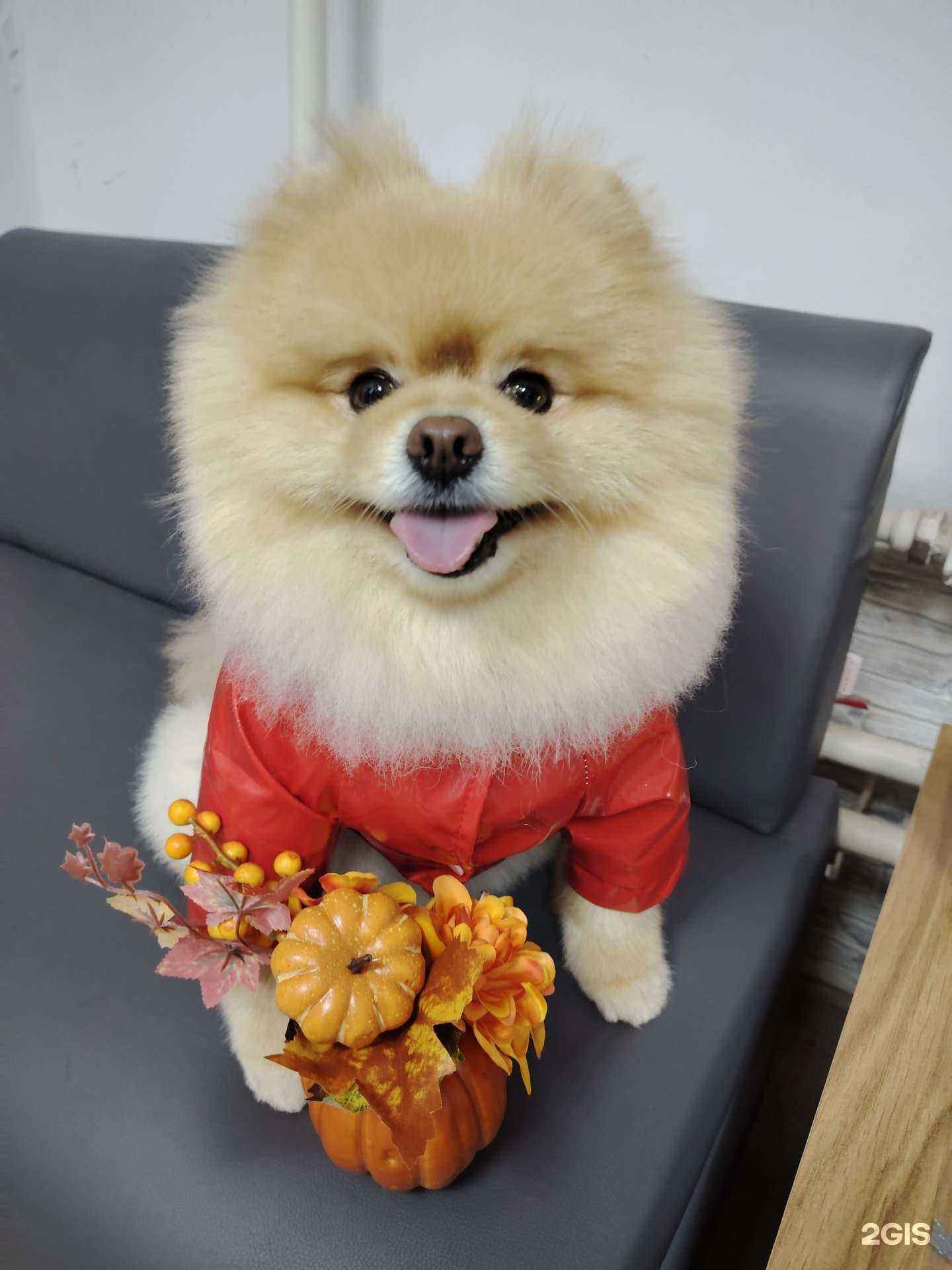 Отзывы на компанию Зоостудия в Димитровграде c фото