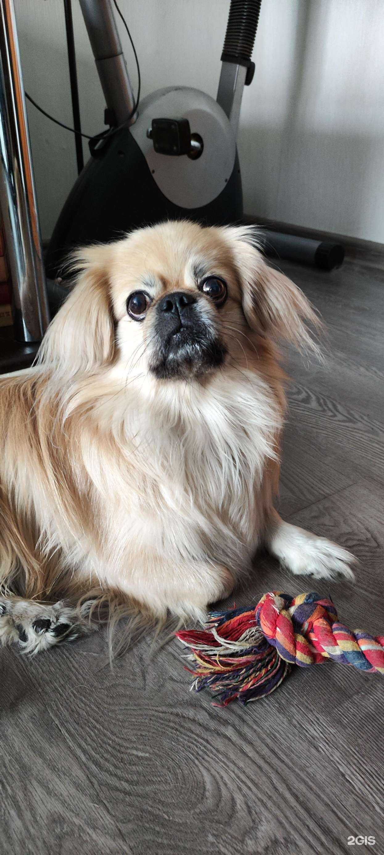 Отзывы на компанию Лис и пёс в г. Новосибирск c фото