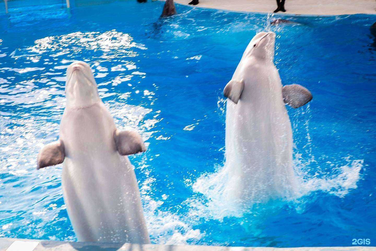 Отзывы на компанию Большой Сочинский Дельфинарий в г. Сочи c фото
