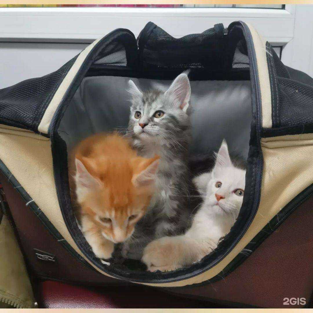 Отзывы на компанию Пушок в г. Сочи c фото