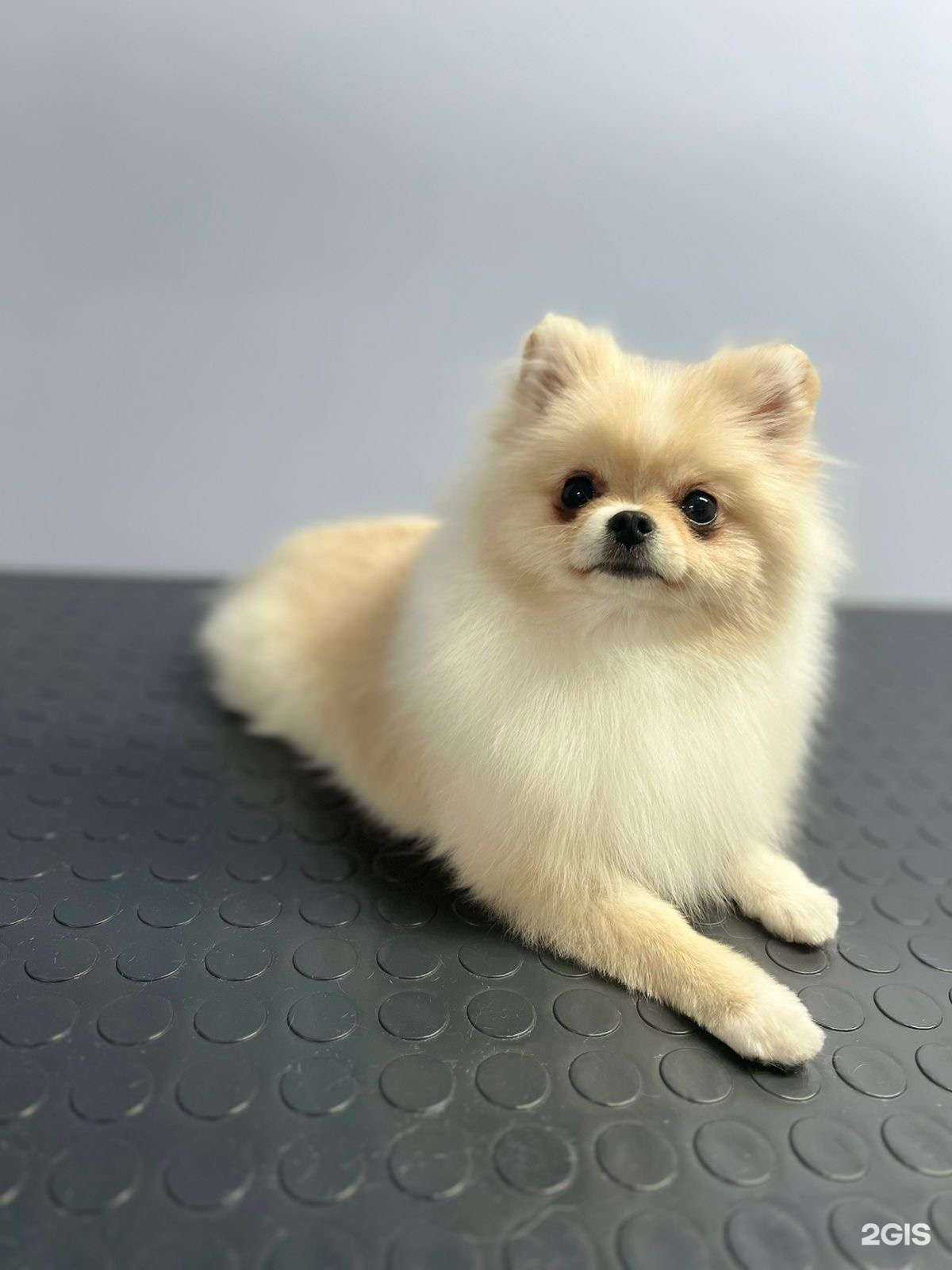 Отзывы на компанию ЗооСтиль в г. Салават c фото