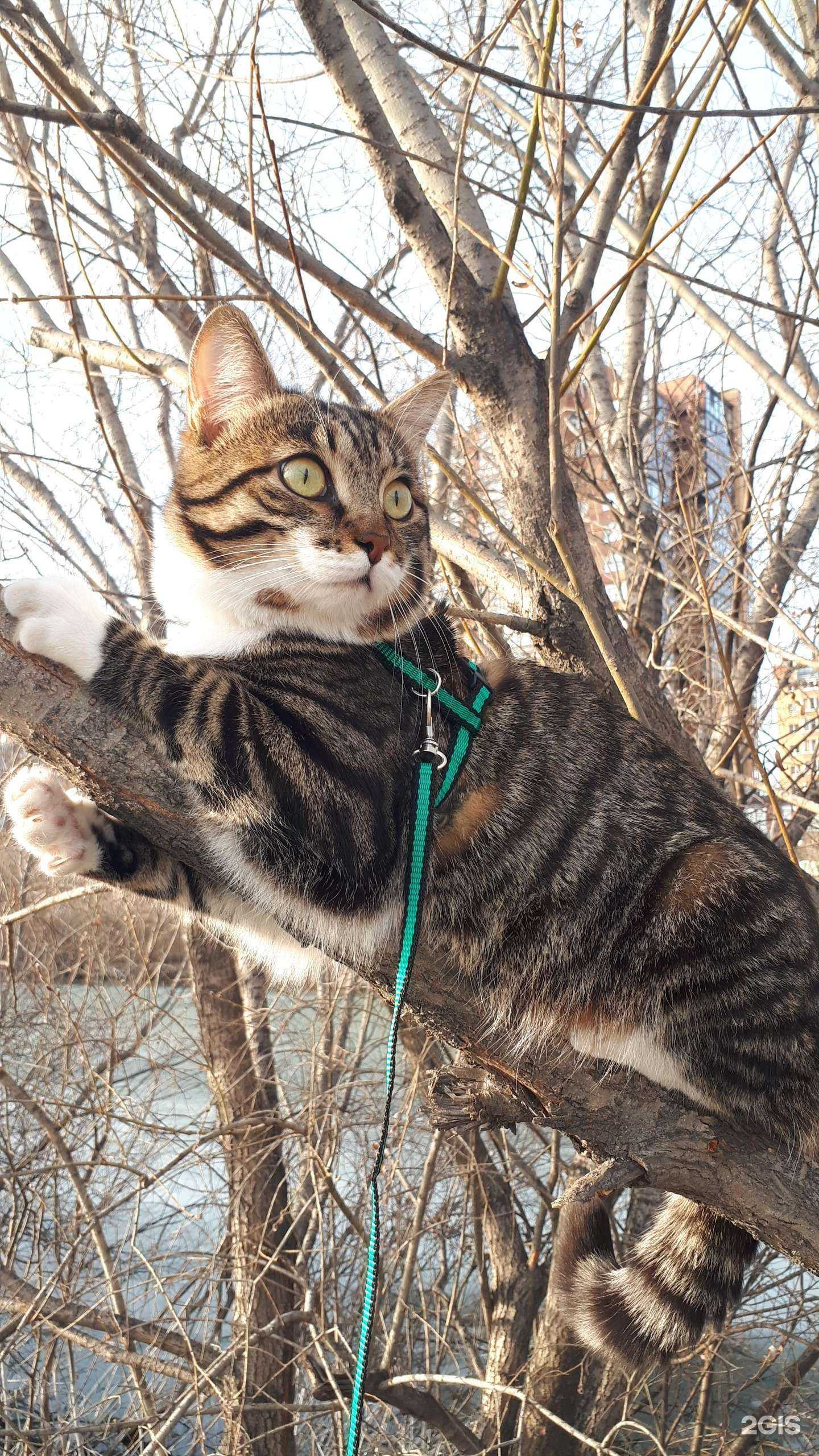 Отзывы на компанию Иркутская городская станция по борьбе с болезнями животных в г. Иркутск c фото