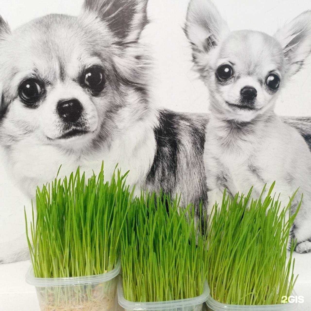 Отзывы на компанию Зоомир в Каменске-Уральском c фото