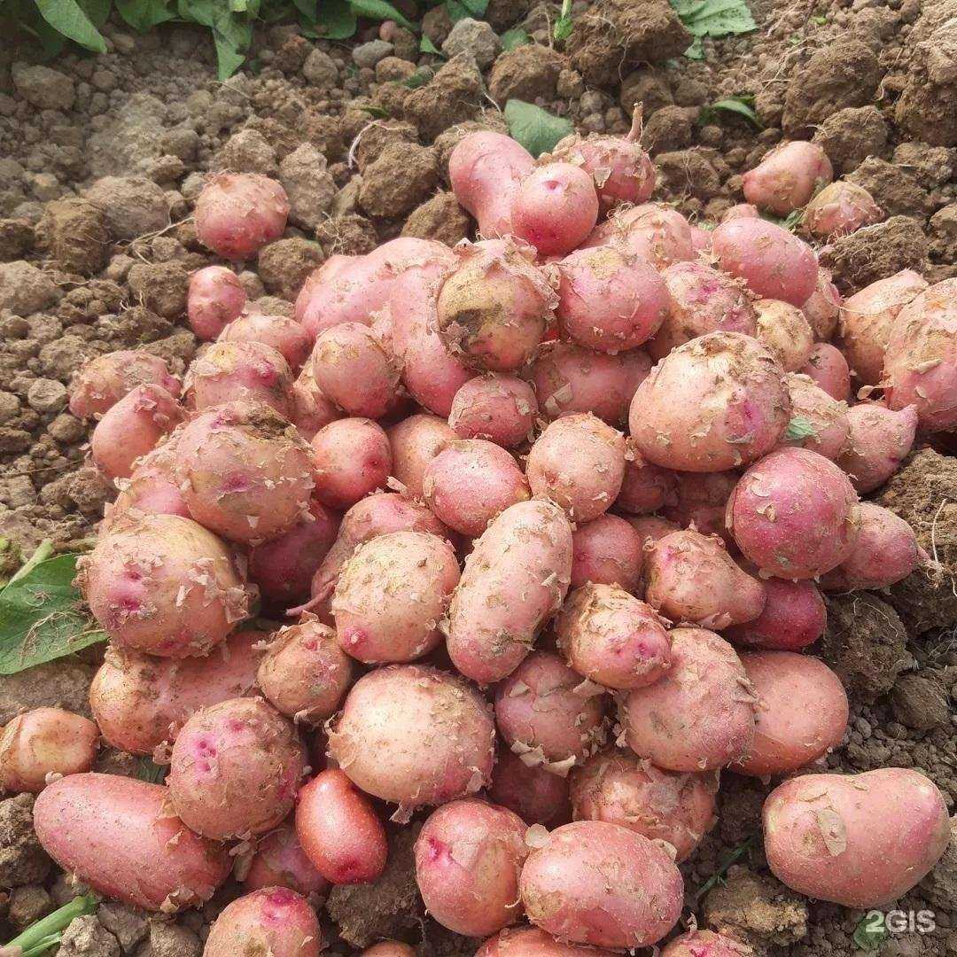 Отзывы на компанию Совхоз Южно-Сахалинский в Южно-Сахалинске c фото