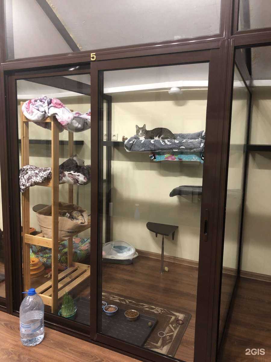 Отзывы на компанию Планета Кошек в г. Химки c фото