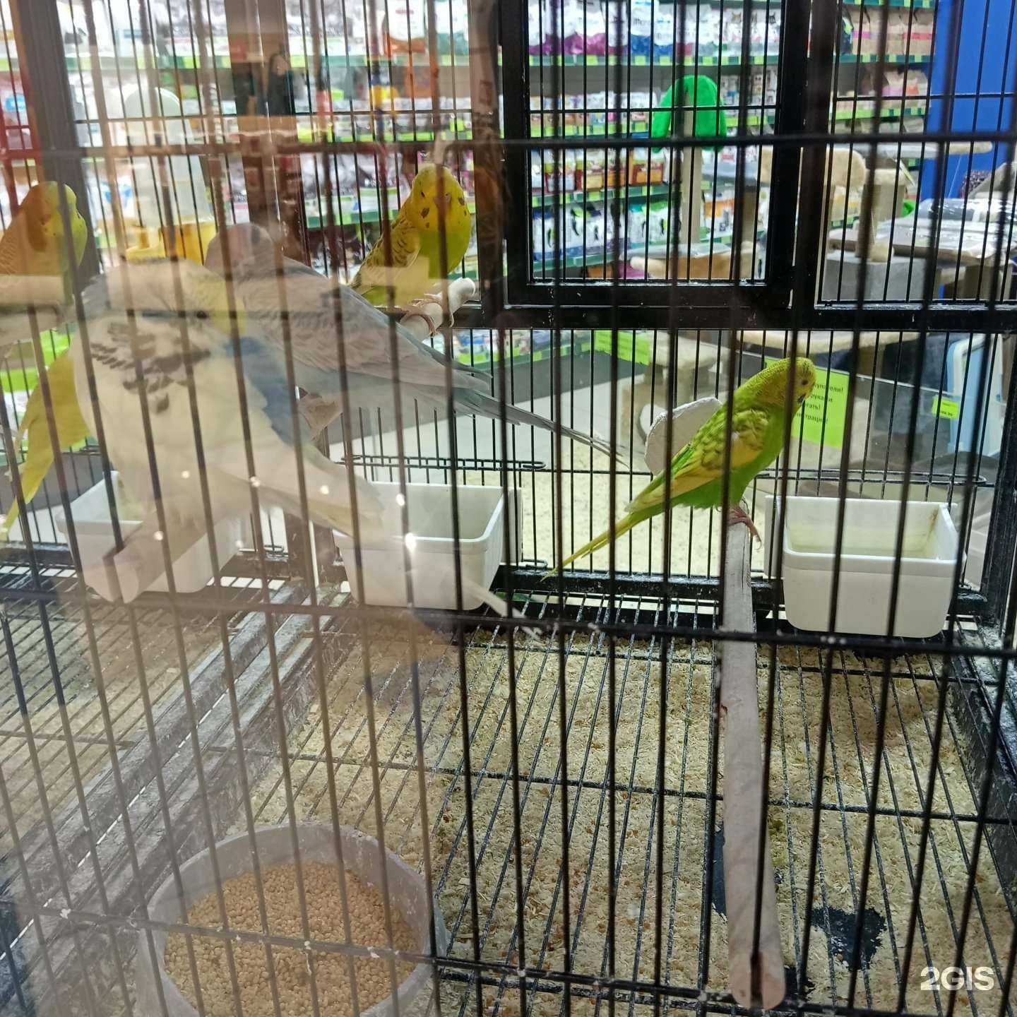 Отзывы на компанию Хвостики в г. Томск c фото