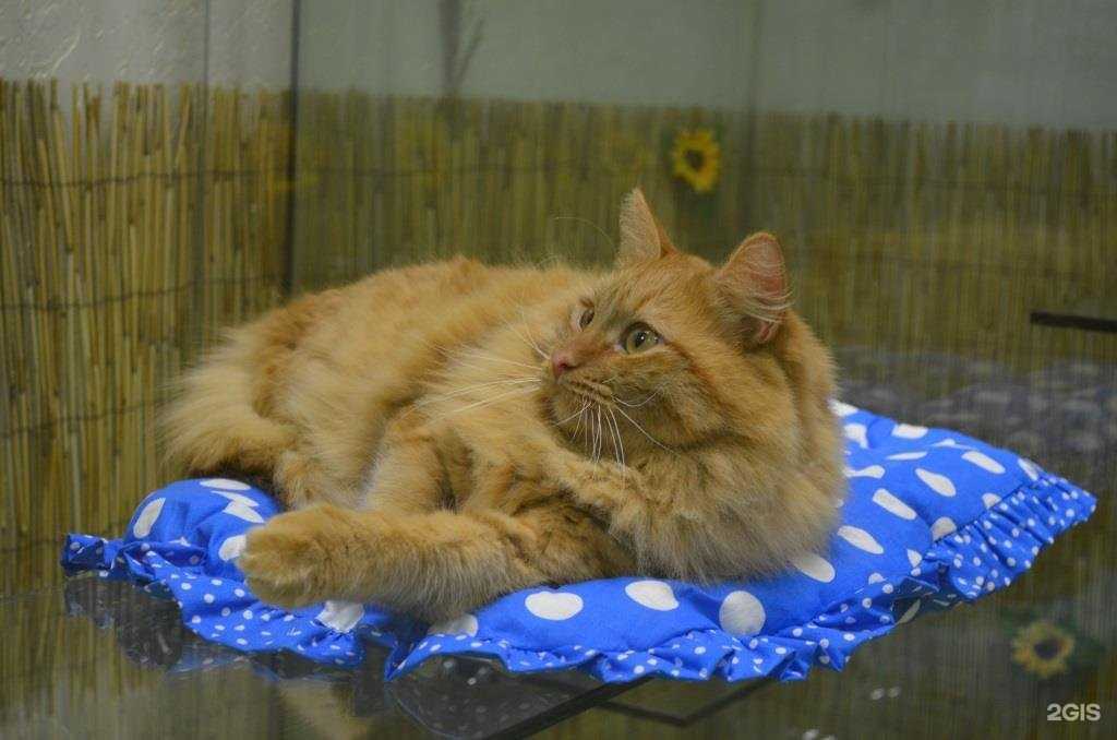 Отзывы на компанию Мурзиквилль в г. Пермь c фото