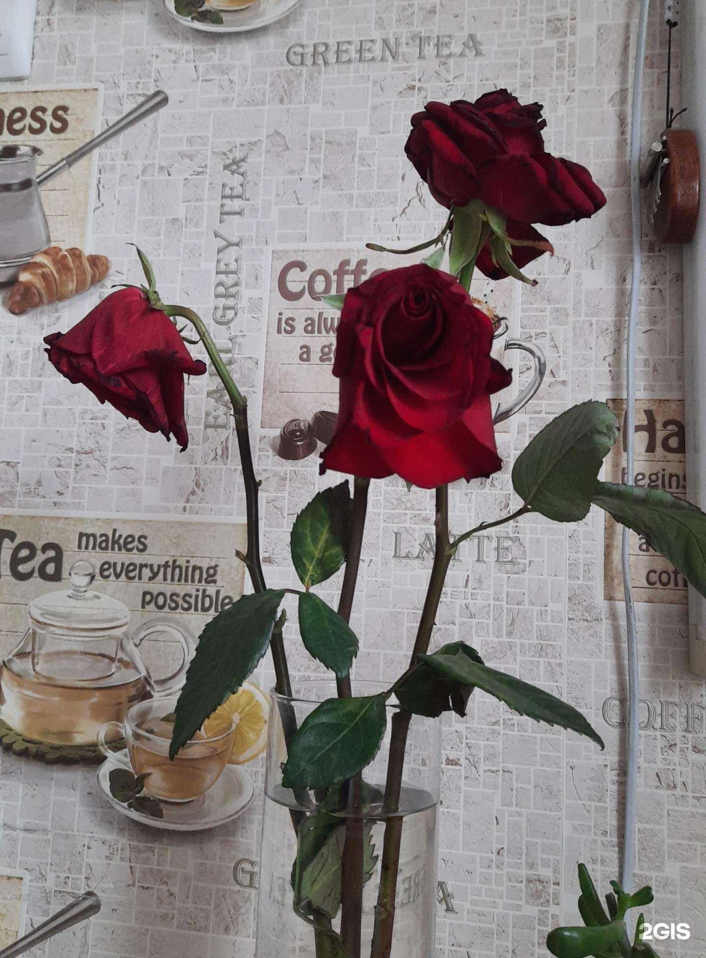 Отзывы на компанию Дон пион в Бийске c фото