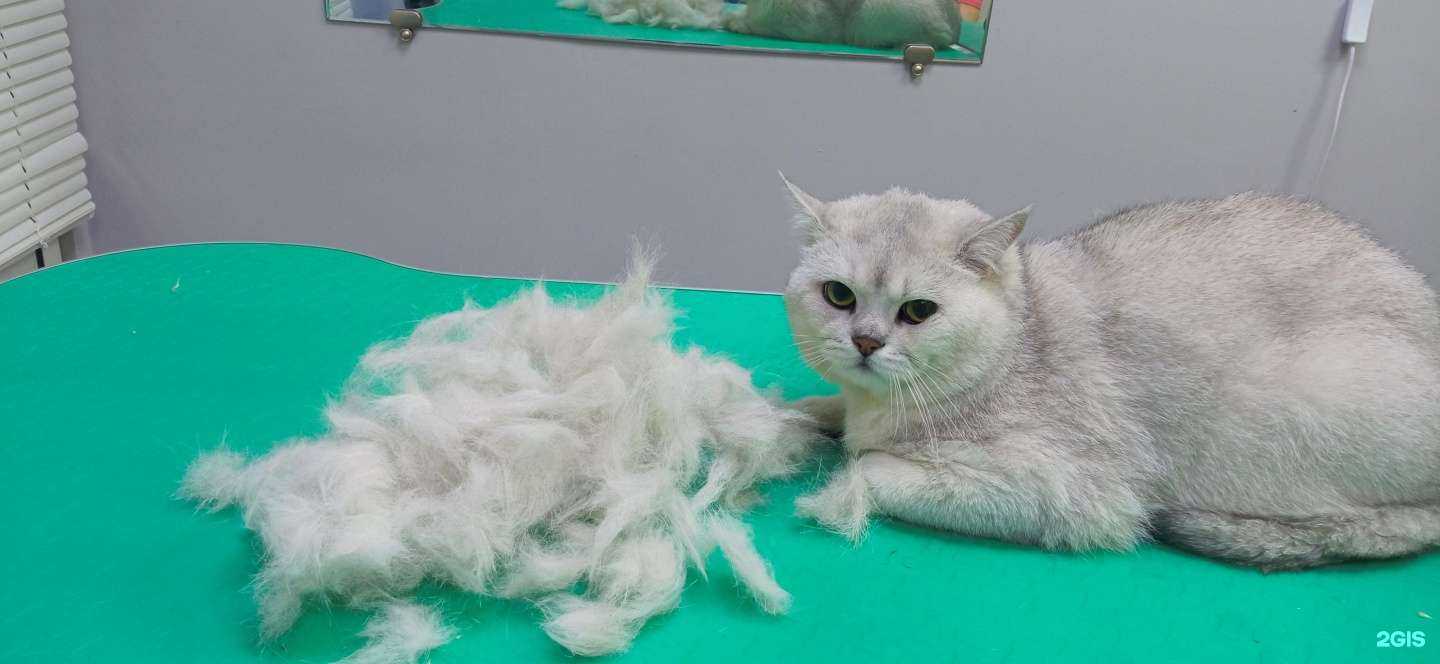 Отзывы на компанию Милашка в Новосибирске c фото