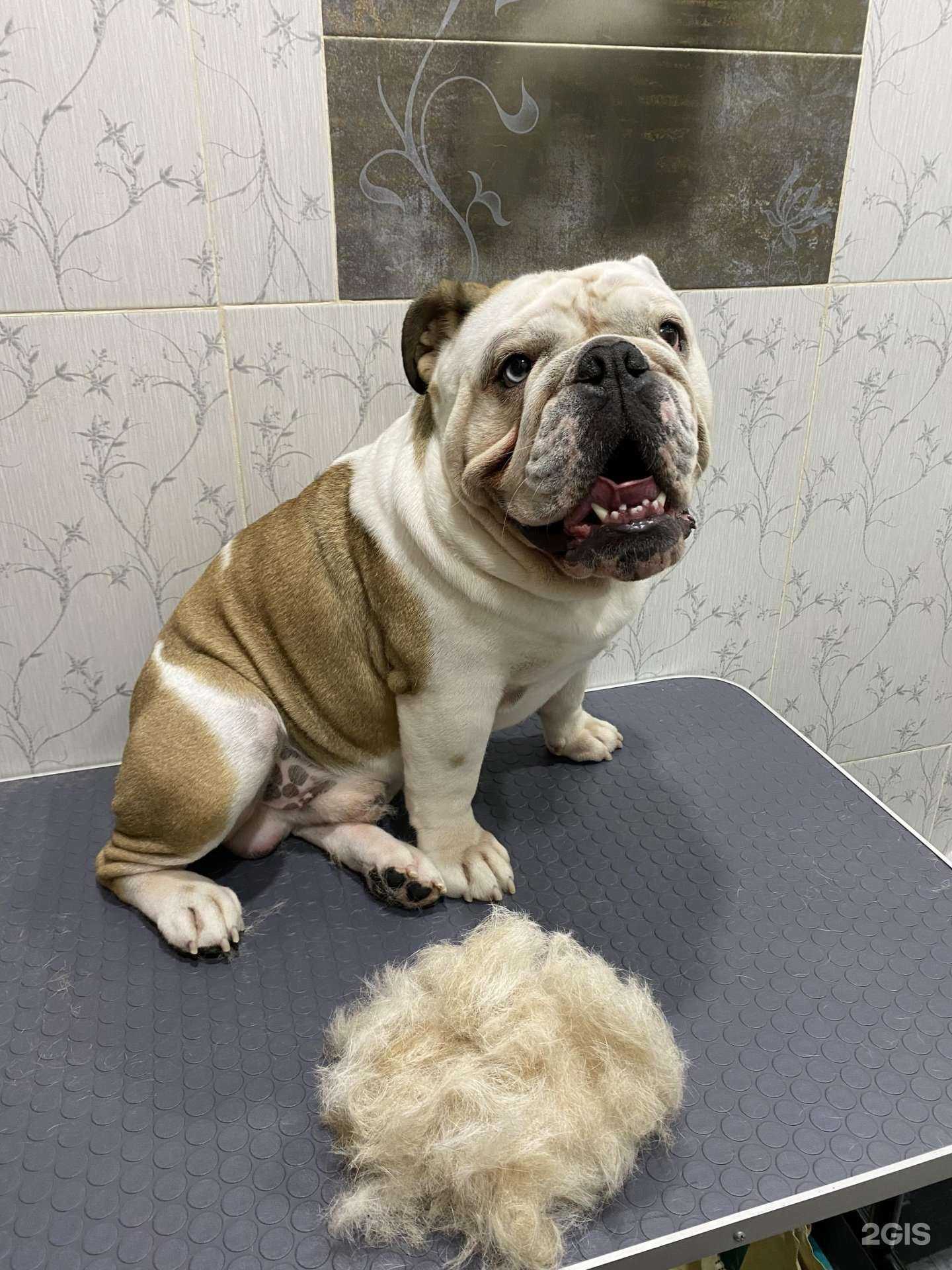 Отзывы на компанию Лапки в Краснодаре c фото