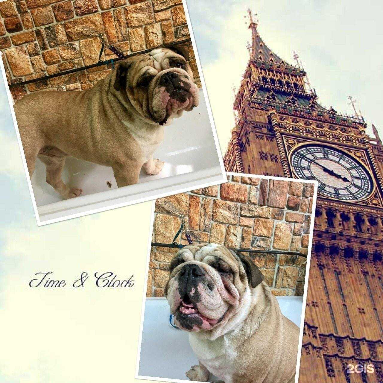 Отзывы на компанию Лохматофъ в Дмитрове c фото