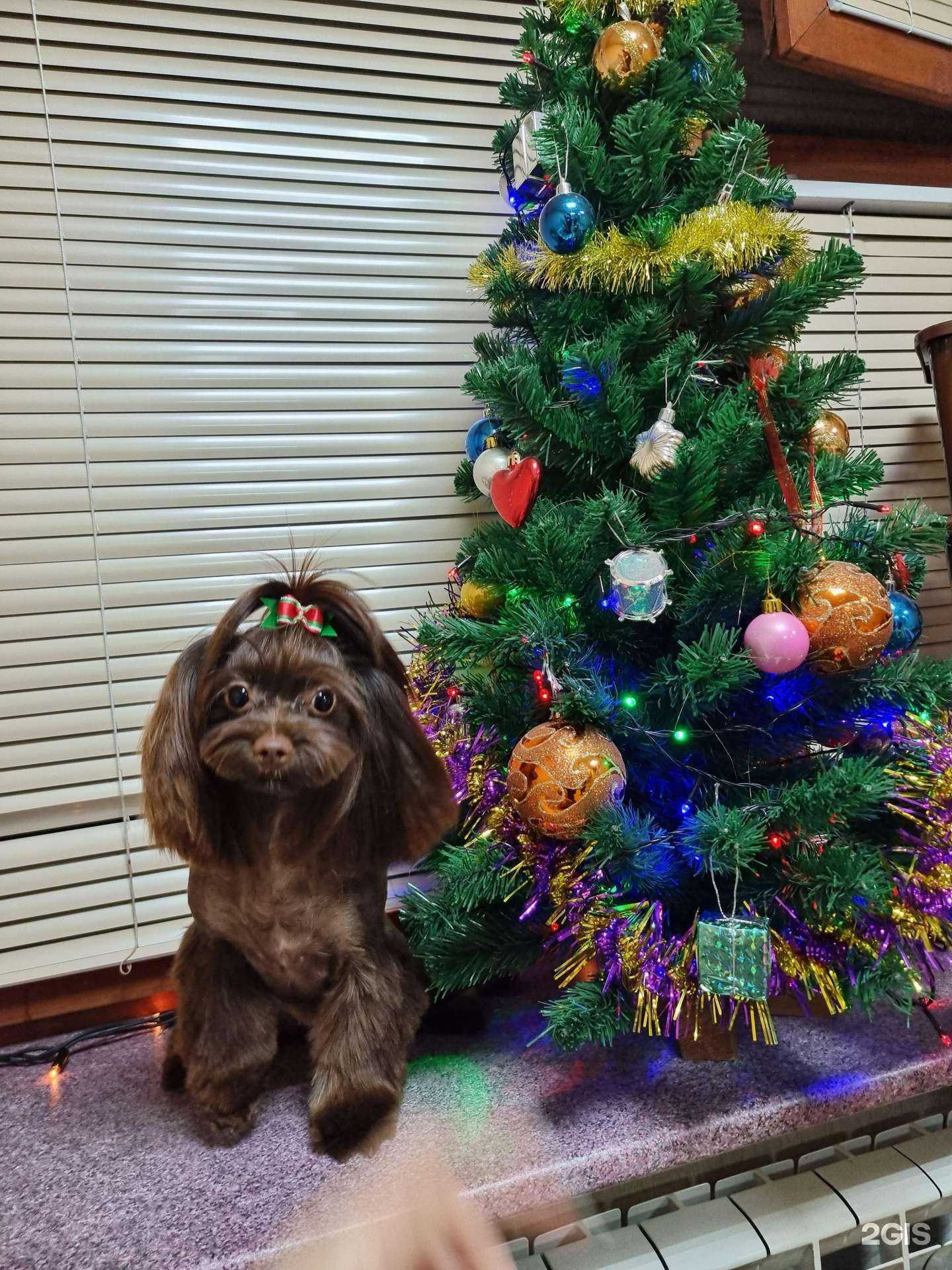 Отзывы на компанию Зоостиль в г. Мурманск c фото