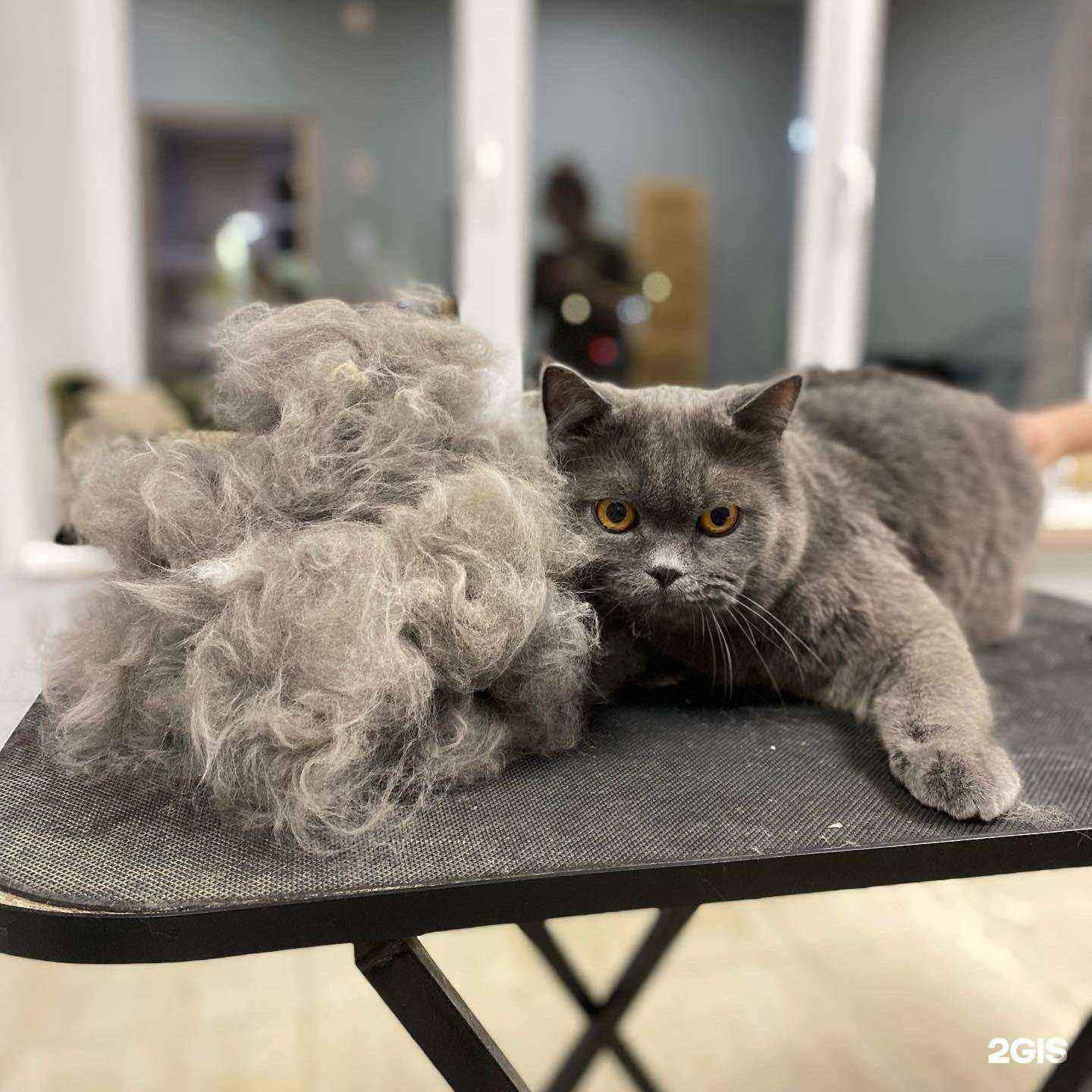 Отзывы на компанию Кусь в Иванове c фото