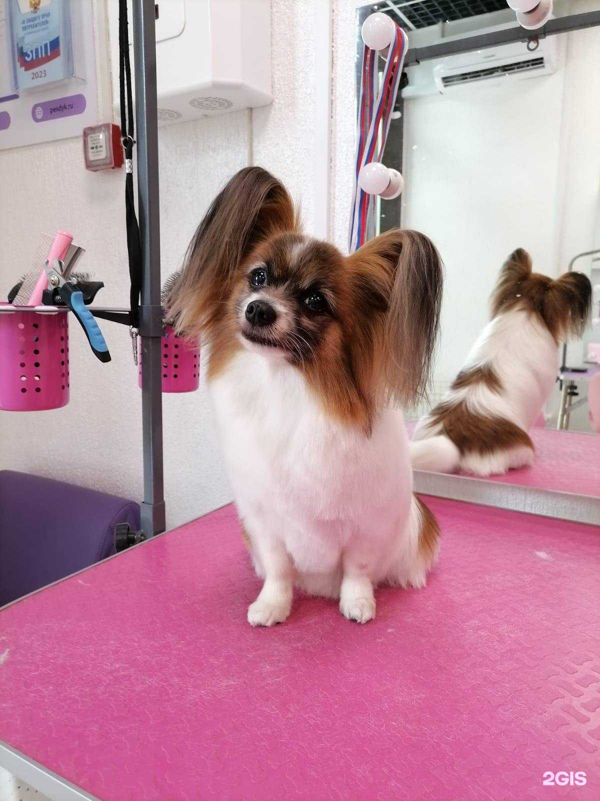 Отзывы на компанию Пёс Дюк в г. Новороссийск c фото