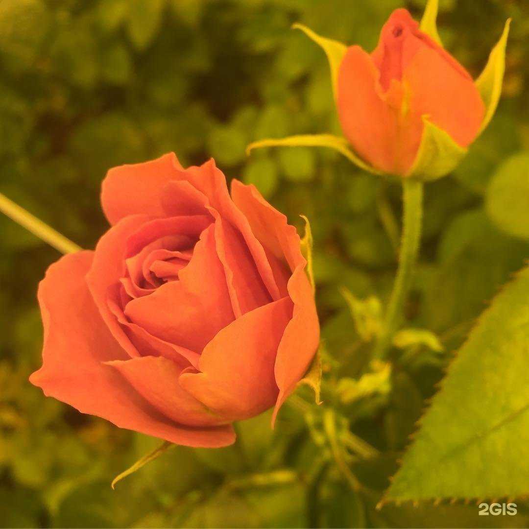 Отзывы на компанию Тепличнохозяйственныйкомплекс в Волгограде c фото