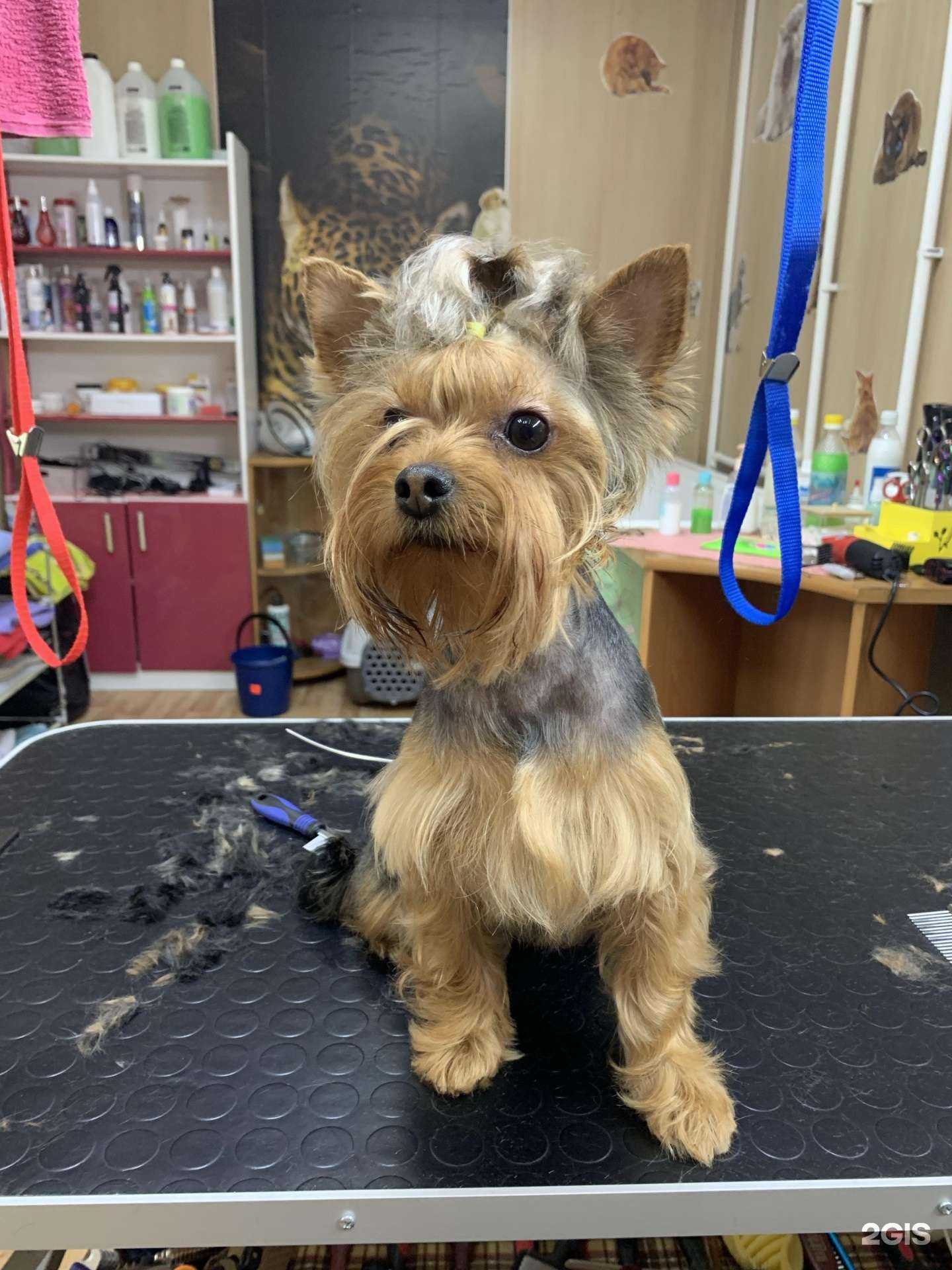 Отзывы на компанию Doghouse в г. Иркутск c фото