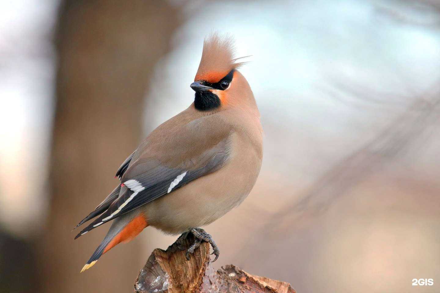 Отзывы на компанию Городской информационно-методический центр г. Владимира в г. Владимир c фото