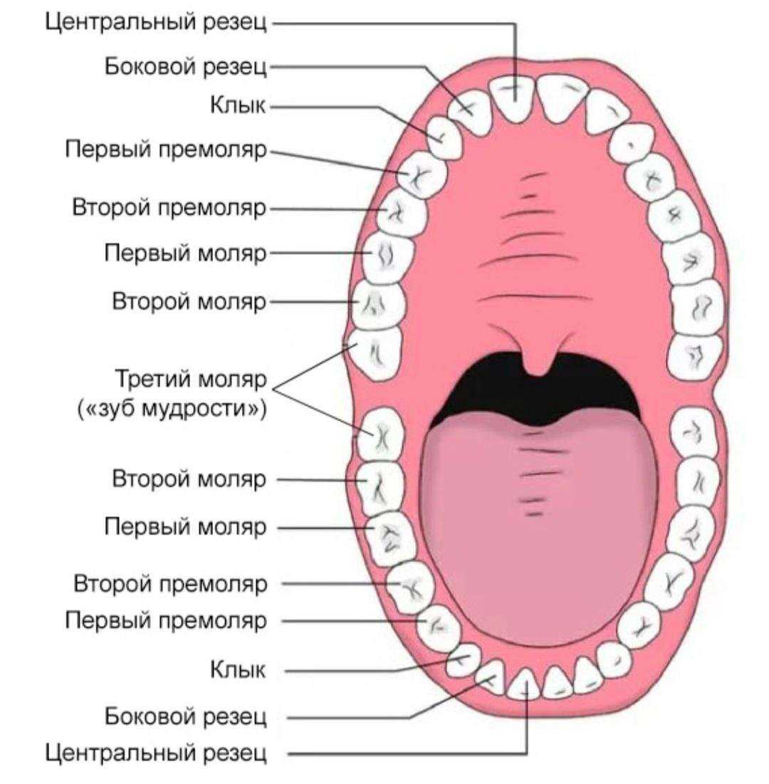 Отзывы на компанию Veneers в Новосибирске c фото