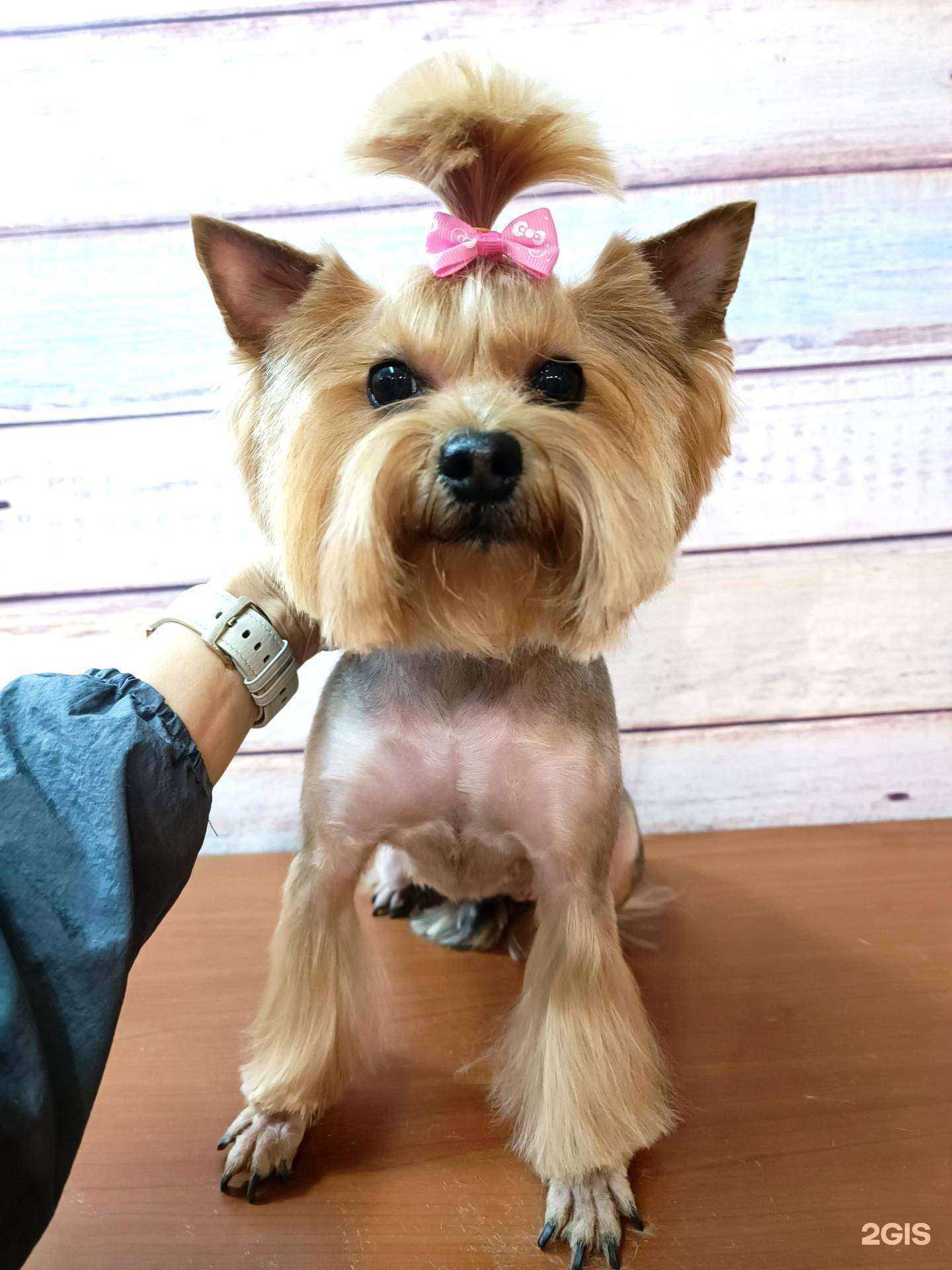 Отзывы на компанию Лапушка в Холмске c фото