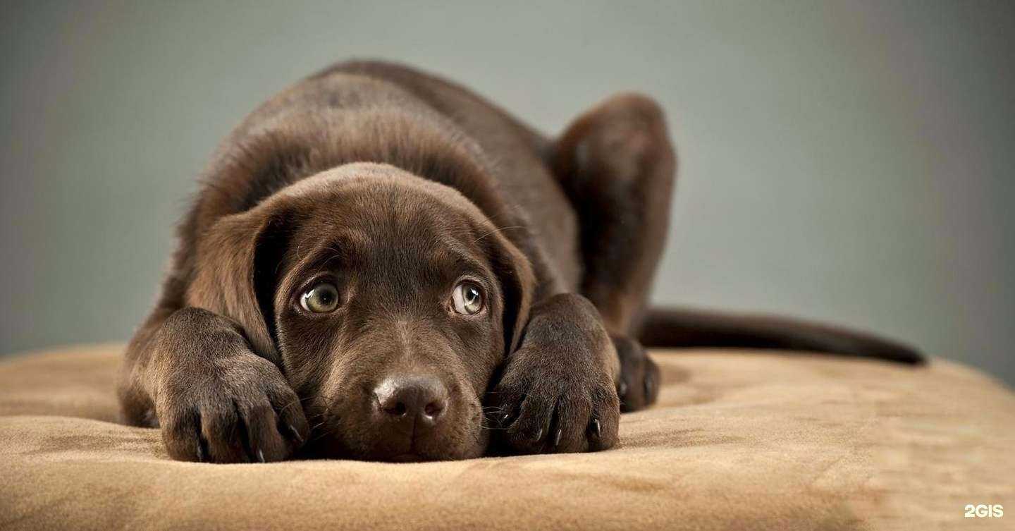 Отзывы на компанию Доктор Зоо в г. Сургут c фото