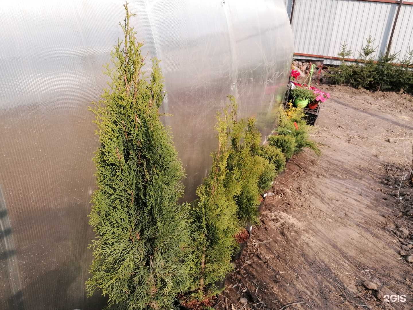 Отзывы на компанию ЗеленХоз в Новосибирске c фото