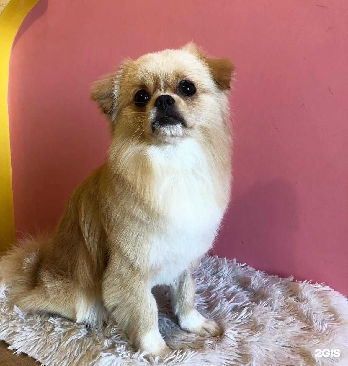 Отзывы на компанию Салон груминга для маленьких пород в г. Уссурийск c фото